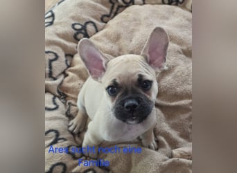 Alternativ Französische Bulldoggen mit Rute und guter Schnauze inkl Ahnentafel