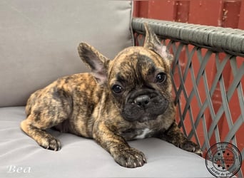 Alternativ Französische Bulldoggen mit Ahnentafel suchen noch eine Familie