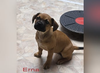 Alternativ Französische Bulldoggen Hündin mit Rute und guter Schnauze inkl Ahnentafel