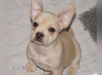 Alternativ Französische Bulldoggen mit Rute und guter Schnauze inkl Ahnentafel
