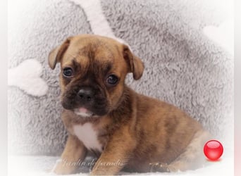 Alternativ Französische Bulldoggen mit Rute und guter Schnauze inkl Ahnentafel