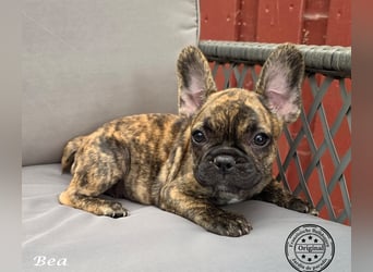 Alternativ Französische Bulldoggen mit Ahnentafel suchen noch eine Familie