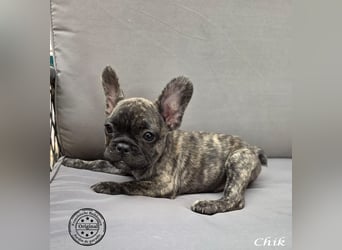 Alternativ Französische Bulldoggen mit Ahnentafel suchen noch eine Familie