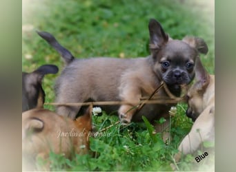 Alternativ Französische Bulldoggen mit Ahnentafel suchen noch eine Familie