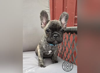 Alternativ Französische Bulldoggen mit Ahnentafel suchen noch eine Familie