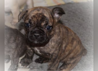 Alternativ Französische Bulldoggen mit Ahnentafel suchen noch eine Familie