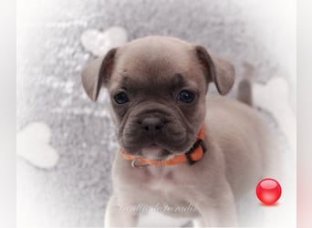 Alternativ Französische Bulldoggen mit Rute und guter Schnauze inkl Ahnentafel