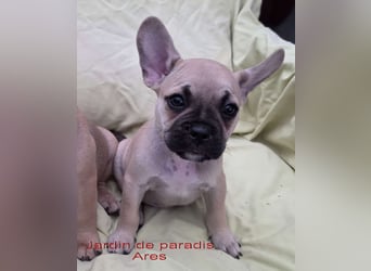 Alternativ Französische Bulldoggen mit Rute und guter Schnauze inkl Ahnentafel