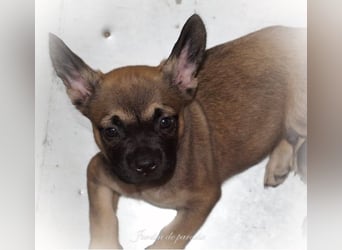 Alternativ Französische Bulldoggen mit Rute und guter Schnauze inkl Ahnentafel