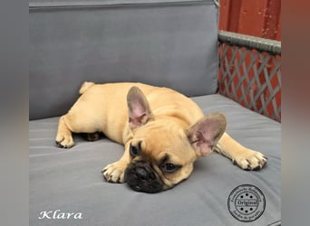 Alternativ Französische Bulldoggen mit Ahnentafel suchen noch eine Familie