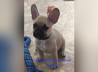 Alternativ Französische Bulldoggen mit Rute und guter Schnauze inkl Ahnentafel