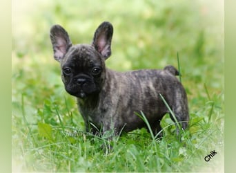 Alternativ Französische Bulldoggen mit Ahnentafel suchen noch eine Familie