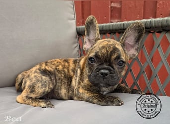 Alternativ Französische Bulldoggen mit Ahnentafel suchen noch eine Familie