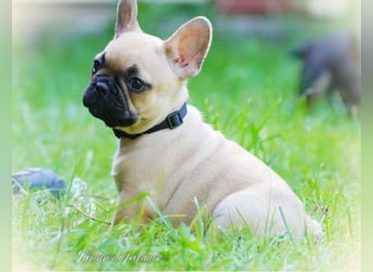 Alternativ Französische Bulldoggen mit Ahnentafel suchen noch eine Familie