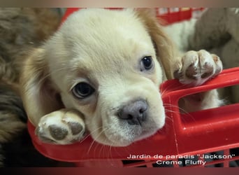 Alternativ Französische Bulldoggen Rüde mit Rute und guter Schnauze inkl Ahnentafel