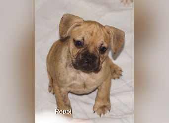 Alternativ Französische Bulldoggen mit Rute und guter Schnauze inkl Ahnentafel