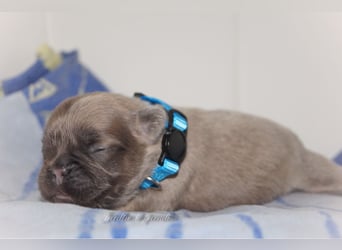 Alternativ Französische Bulldoggen mit Ahnentafel suchen noch eine Familie