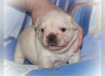 Alternativ Französische Bulldoggen mit Ahnentafel suchen noch eine Familie