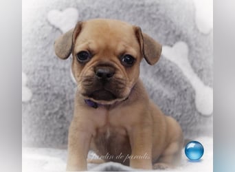 Alternativ Französische Bulldoggen mit Rute und guter Schnauze inkl Ahnentafel