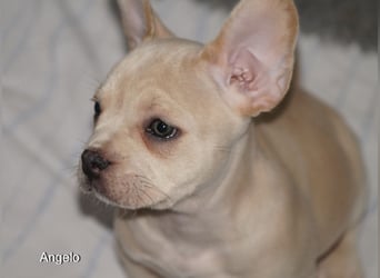 Alternativ Französische Bulldoggen mit Rute und guter Schnauze inkl Ahnentafel