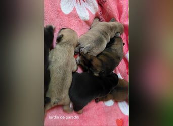 Alternativ Französische Bulldoggen mit Ahnentafel suchen noch eine Familie