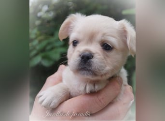 Alternativ Französische Bulldoggen mit Ahnentafel suchen noch eine Familie