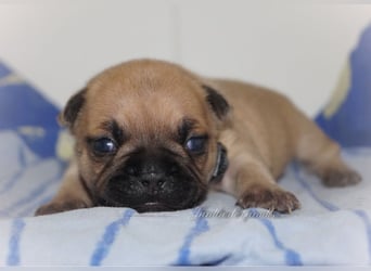Alternativ Französische Bulldoggen mit Ahnentafel suchen noch eine Familie