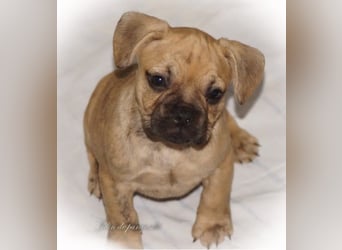 Alternativ Französische Bulldoggen mit Rute und guter Schnauze inkl Ahnentafel