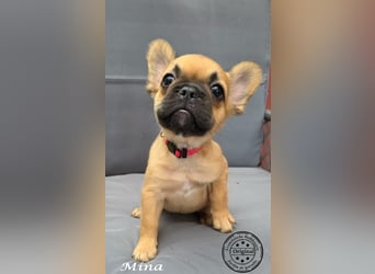 Alternativ Französische Bulldoggen mit Ahnentafel suchen noch eine Familie