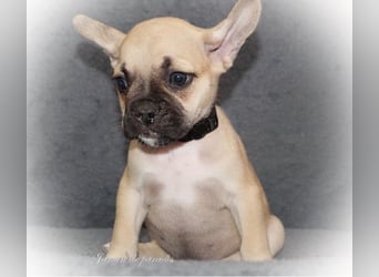 Alternativ Französische Bulldoggen mit Rute und guter Schnauze inkl Ahnentafel