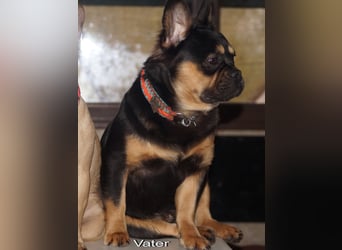 Alternativ Französische Bulldoggen mit Rute und guter Schnauze inkl Ahnentafel