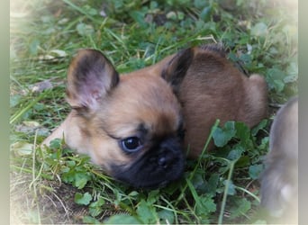 Alternativ Französische Bulldoggen mit Ahnentafel suchen noch eine Familie