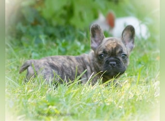 Alternativ Französische Bulldoggen mit Ahnentafel suchen noch eine Familie