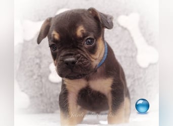 Alternativ Französische Bulldoggen mit Rute und guter Schnauze inkl Ahnentafel