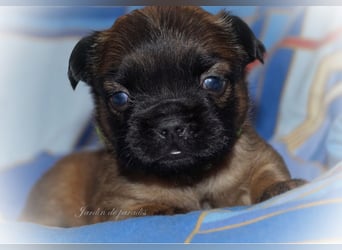 Alternativ Französische Bulldoggen mit Ahnentafel suchen noch eine Familie