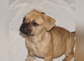 Alternativ Französische Bulldoggen mit Rute und guter Schnauze inkl Ahnentafel
