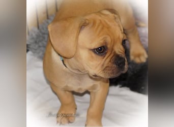 Alternativ Französische Bulldoggen "Lumpi" mit Rute und guter Schnauze inkl Ahnentafel