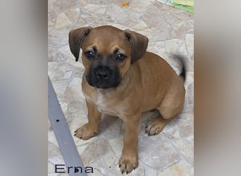 Alternativ Französische Bulldoggen Hündin mit Rute und guter Schnauze inkl Ahnentafel