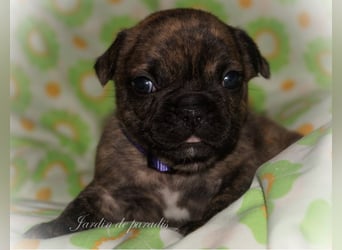 Alternativ Französische Bulldoggen mit Ahnentafel suchen noch eine Familie