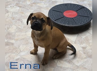Alternativ Französische Bulldoggen Hündin mit Rute und guter Schnauze inkl Ahnentafel