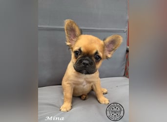 Alternativ Französische Bulldoggen mit Ahnentafel suchen noch eine Familie