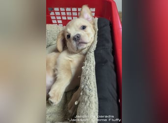 Alternativ Französische Bulldoggen Rüde mit Rute und guter Schnauze inkl Ahnentafel