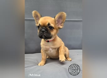Alternativ Französische Bulldoggen mit Ahnentafel suchen noch eine Familie