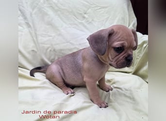 Alternativ Französische Bulldoggen mit Rute und guter Schnauze inkl Ahnentafel