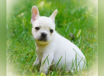 Alternativ Französische Bulldoggen mit Ahnentafel suchen noch eine Familie
