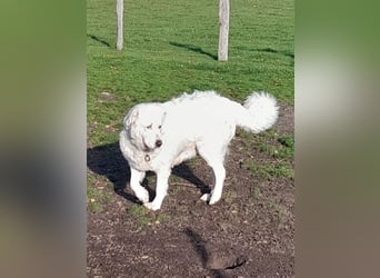 Franz. Pyrenäenberghund