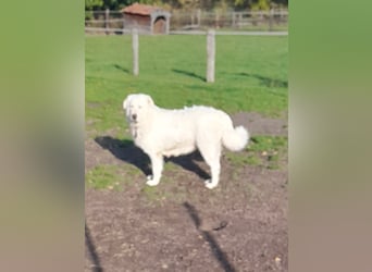 Franz. Pyrenäenberghund