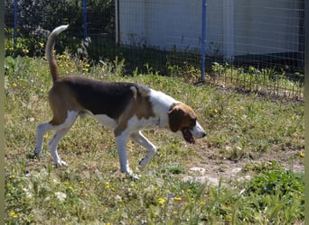 Dimmi – junger französischer Laufhund-Mischling sucht liebevolles Zuhause