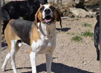 Dimmi – junger französischer Laufhund-Mischling sucht liebevolles Zuhause