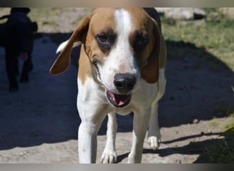 Dimmi – junger französischer Laufhund-Mischling sucht liebevolles Zuhause